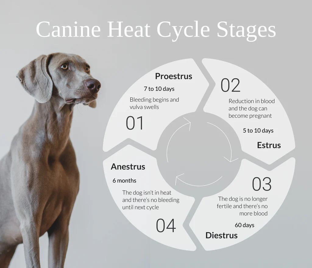 How long orders are dogs heat cycles