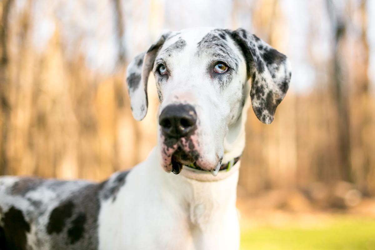 Close Up Of Spotted Great Dane