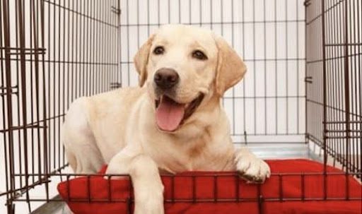 Crate Training Puppies