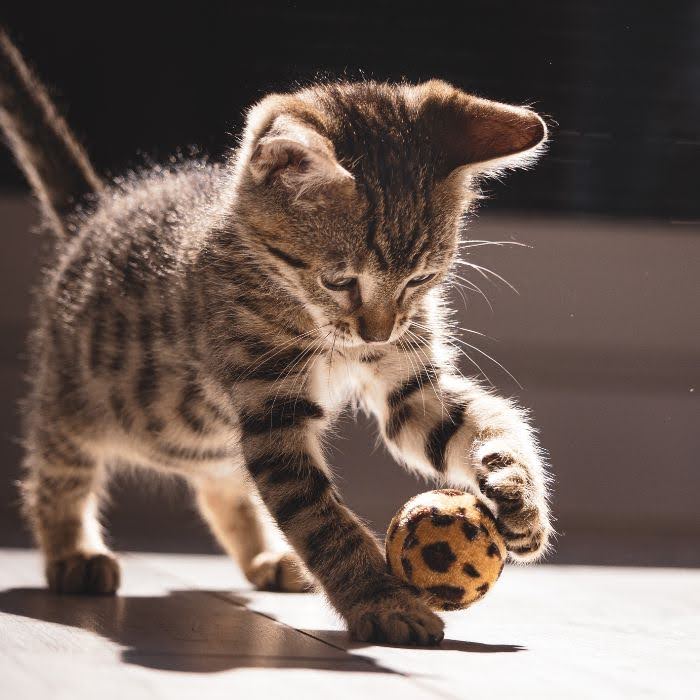 enrichment for kittens