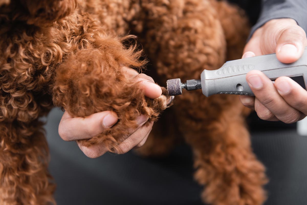 Nail Grinder For Dogs