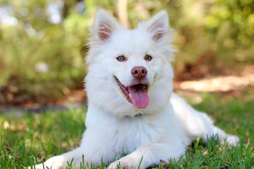 spaying dogs when and why