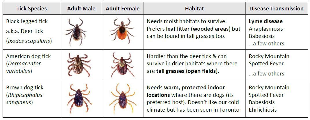 Tick Differences Table