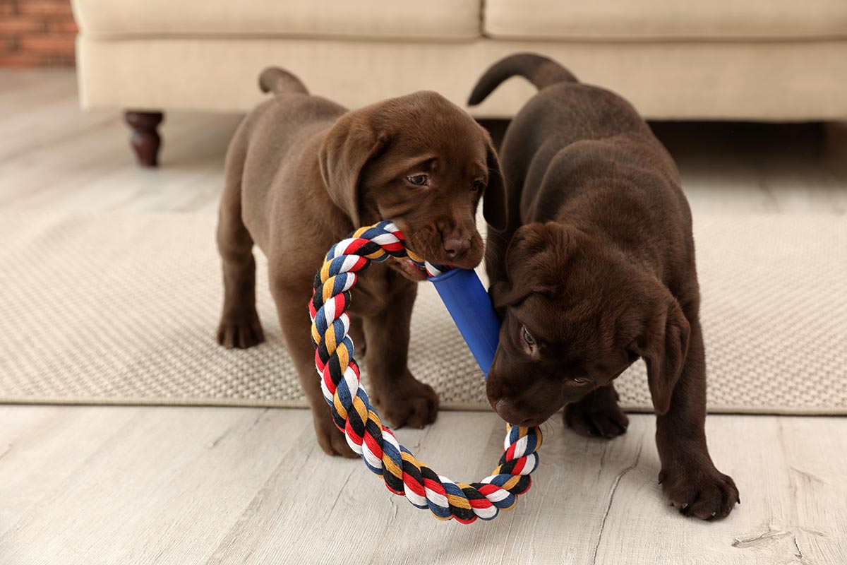 Two Dogs Playing With A Toy