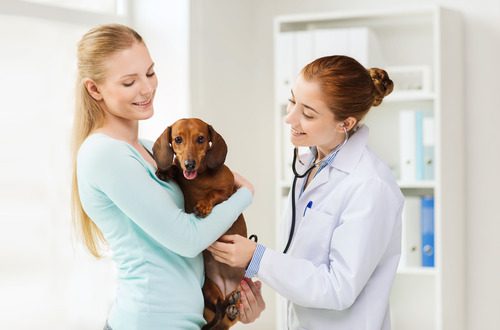 female-owner-holding-dachshund-dog-while-female-vet-listens-to-their-lungs