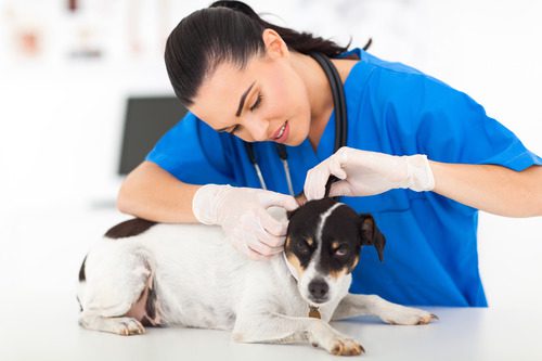 female-vet-checking-small-dog's-ears-at-clinic
