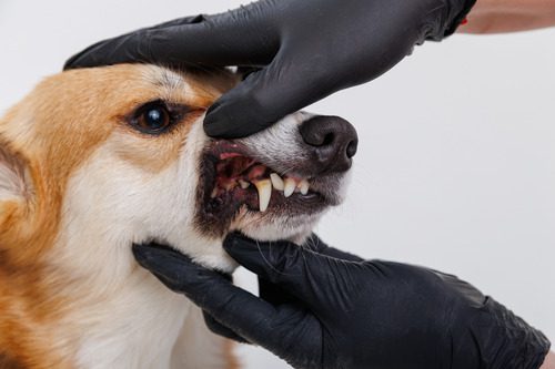vet-examining-corgi-dog's-teeth-at-clinic