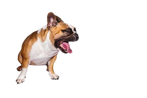 french-bulldog-gagging-on-a-white-background