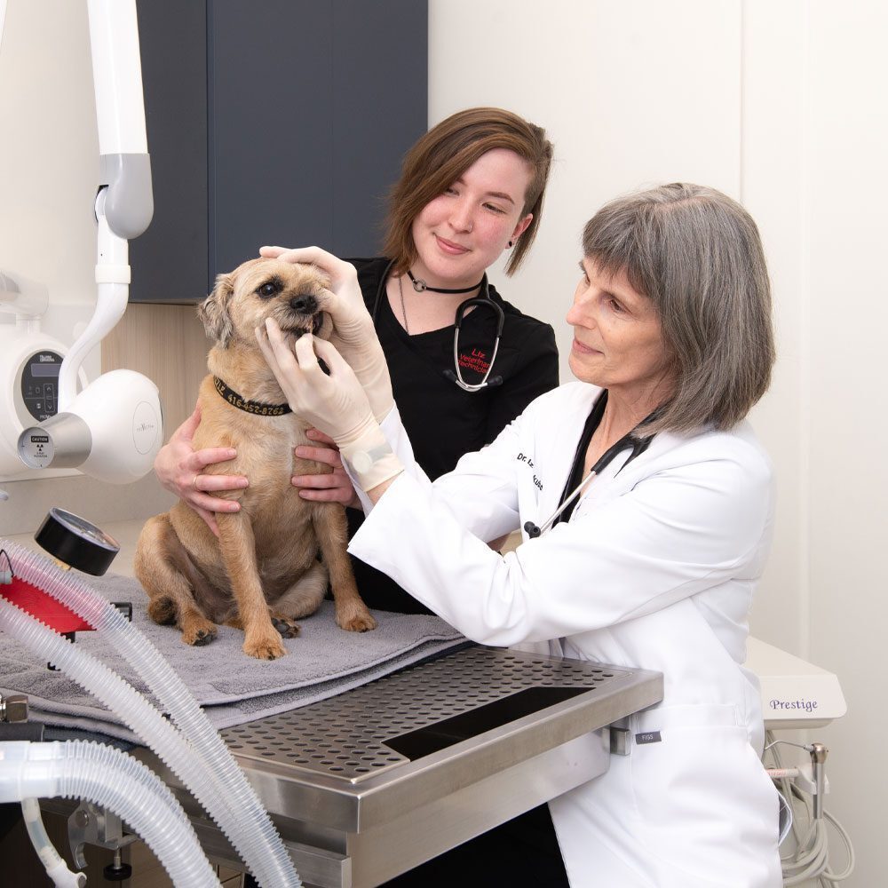 veterinarian checking dogs teeth