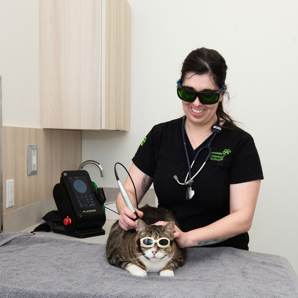 Cat Laser Therapy