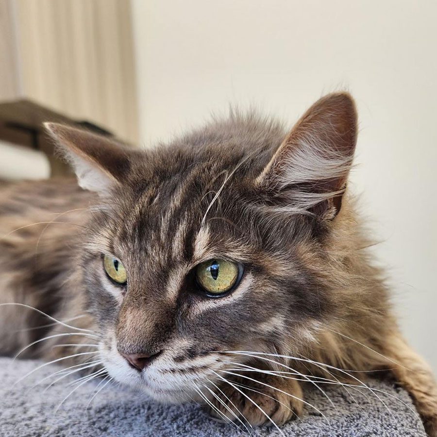 Close Up Of Striped Grey And Brown Cat