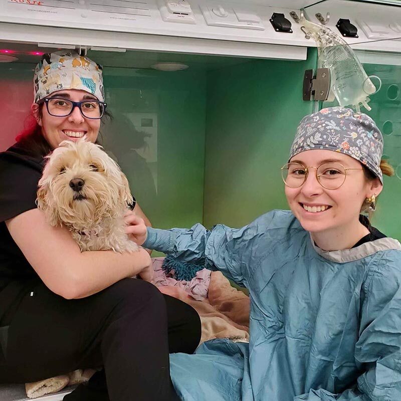veterinarian Dog Recovering After Surgery