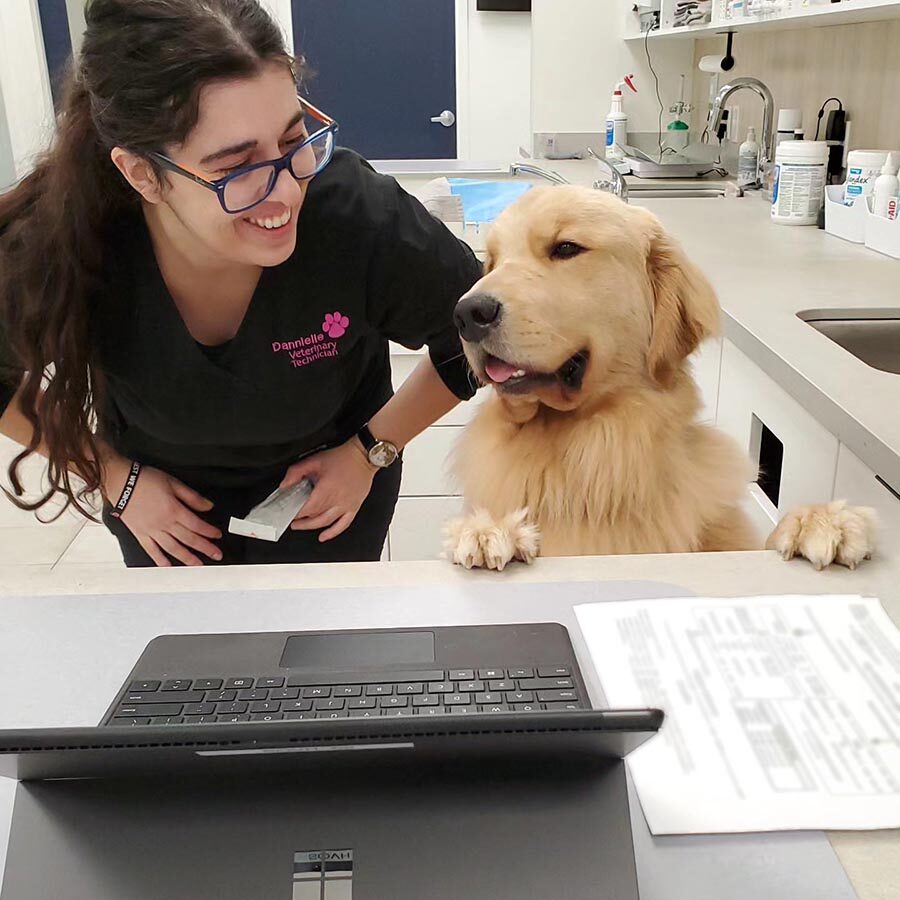 Golden Retriever And Vet Tech At Computer